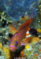 Piccolo anthias by Salvatore Ianniello 
